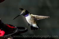 Black-Chinned Hummingbird -Archilochus Alexandri