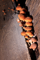 Overview Of Mushrooms On Board Edge