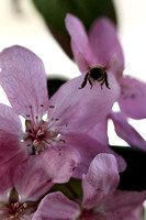 Bees With Crabapple Blossoms on 3/25/2010