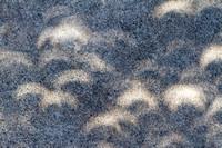 Solar Eclipse In Shadows From Live Oak Tree