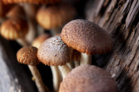 Closeup Of Mushrooms Against Board