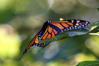 A Monarch Butterfly In A Tree