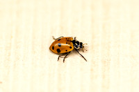 Ladybugs on 4/17/2022