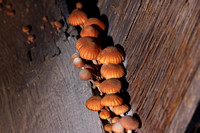 Close Overview Of Mushrooms On Edge of Board