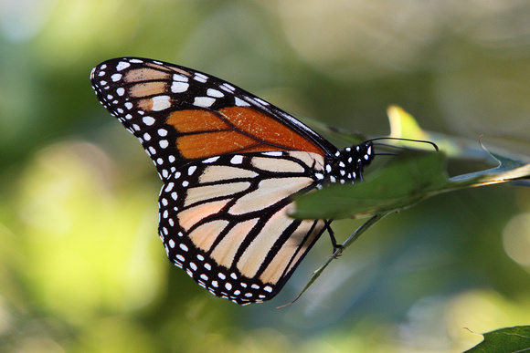 A Monarch Butterfly In A Tree