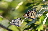 Two Monarch Butterflies In A Tree