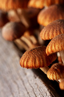 Closeup Of Mushrooms Over Board