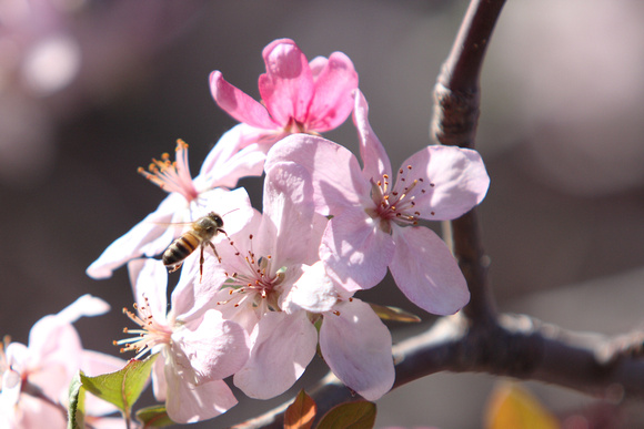 Bee On Crabapple Blossoms