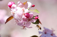 Bee Approaching Crabapple Blossoms