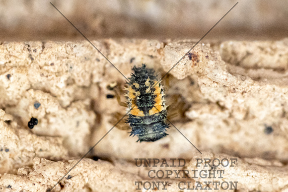Ladybug Larva