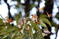 Several Monarch Butterflies In A Tree