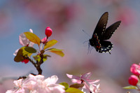 Butterfly Approaching Crabapple Blossoms