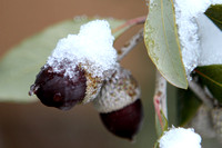 Snow On Live Oak Acorns