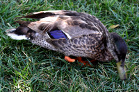 Duck Missing Part Of Right Leg At CheckIn Station