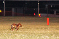 A Wiener Dog Running For A Touchdown
