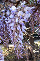 Blooming Wisteria, 3/30/2010