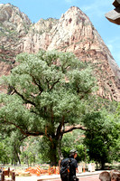 Trees And Mountains At Zion National Park