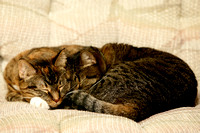 Caterpillar And Tripod Sleeping On Couch
