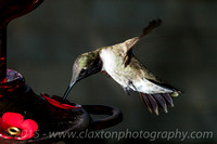 Black-Chinned Hummingbird -Archilochus Alexandri
