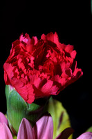 Red Carnation Bud Macro