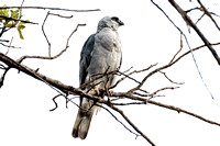 Mississippi Kite