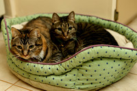 Tripod And Caterpillar Laying In Bed Together