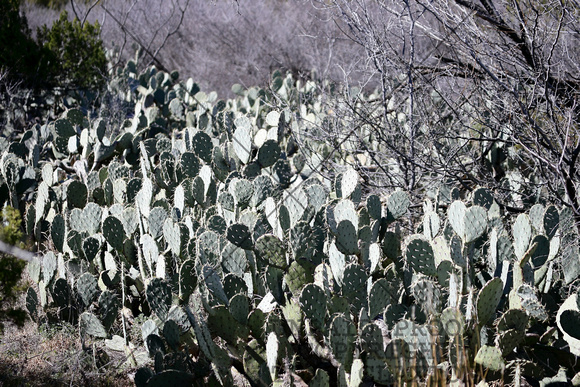 Lots Of Prickly Pear Cactus