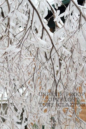 Snow On Desert Willow Branches