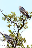 Mississippi Kites