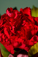 Red Carnation Closeup