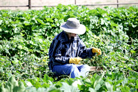 Mindy Picking Peas, 7/23/2013