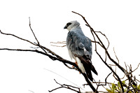 Mississippi Kite