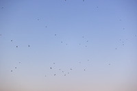 Buzzards