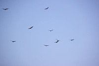 Buzzards