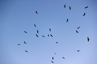 Buzzards
