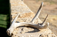 Deer Antler