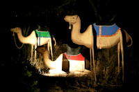 The Wise Mens Camels