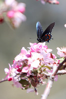 Butterfly On Crabapple Blossoms