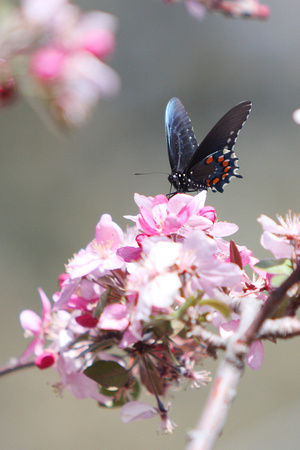 Butterfly On Crabapple Blossoms