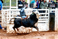 Donald Hoffman - Bull Riding