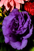 Purple Rose Closeup