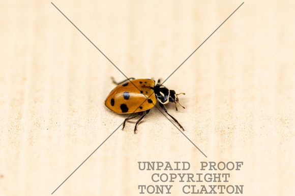 Ladybug Adult
