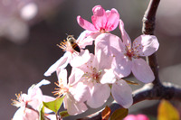 Bee Hugging Crabapple Blossom