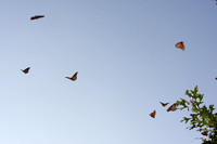 Monarch Butterflies Flying