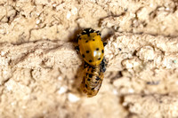 Ladybug Adult And Pupa Husk