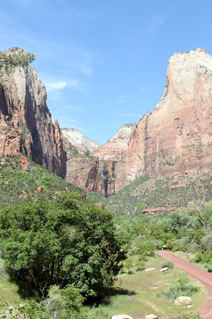 Trees And Mountains At Zion National Park