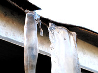 Closeup Of Two Icicles Hanging From A Roof Shingle