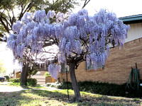 Blooming Wisteria, 3/30/2010