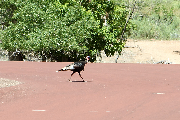 Wild Turkey Crossing The Road At Zion National Park