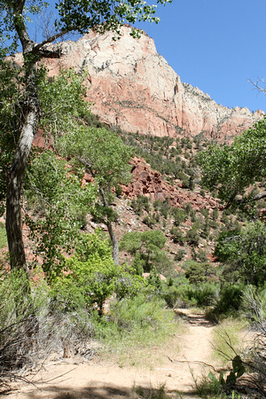 Trees With Mountain At Zion National Park